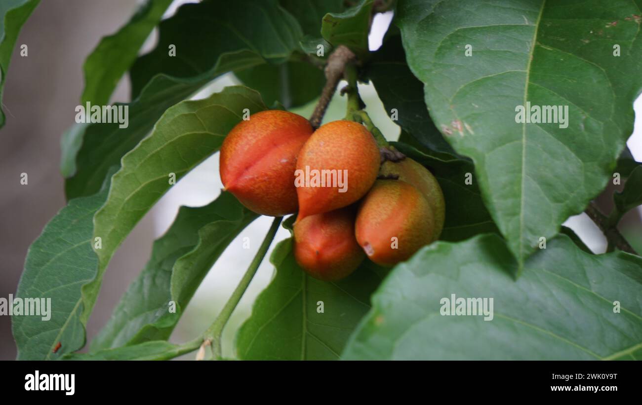 Bunchosia glandulifera (peanut butter fruit, caferana, falso guarana