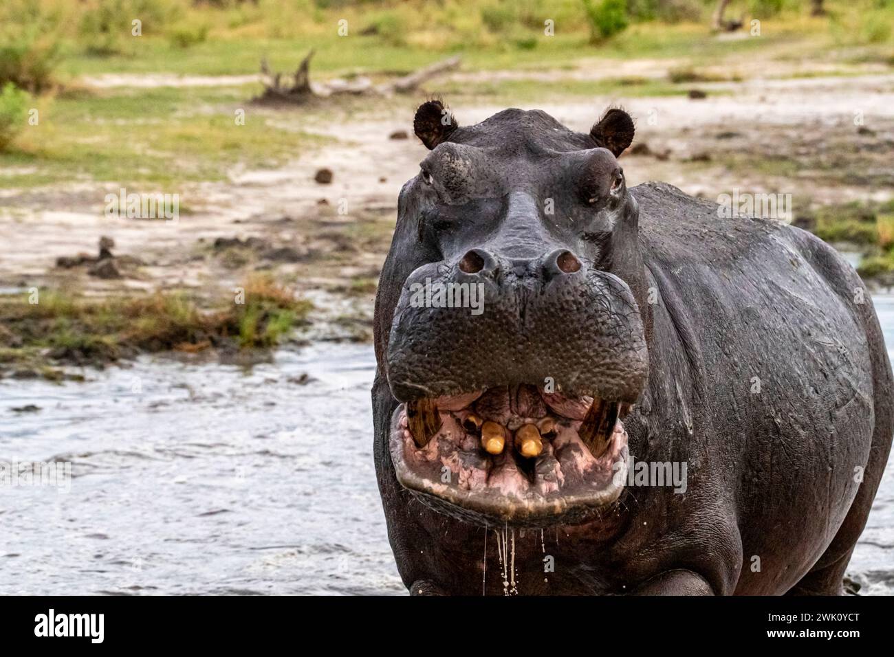 Angry, charging hippo, Chobe National Park, Botswana Stock Photo
