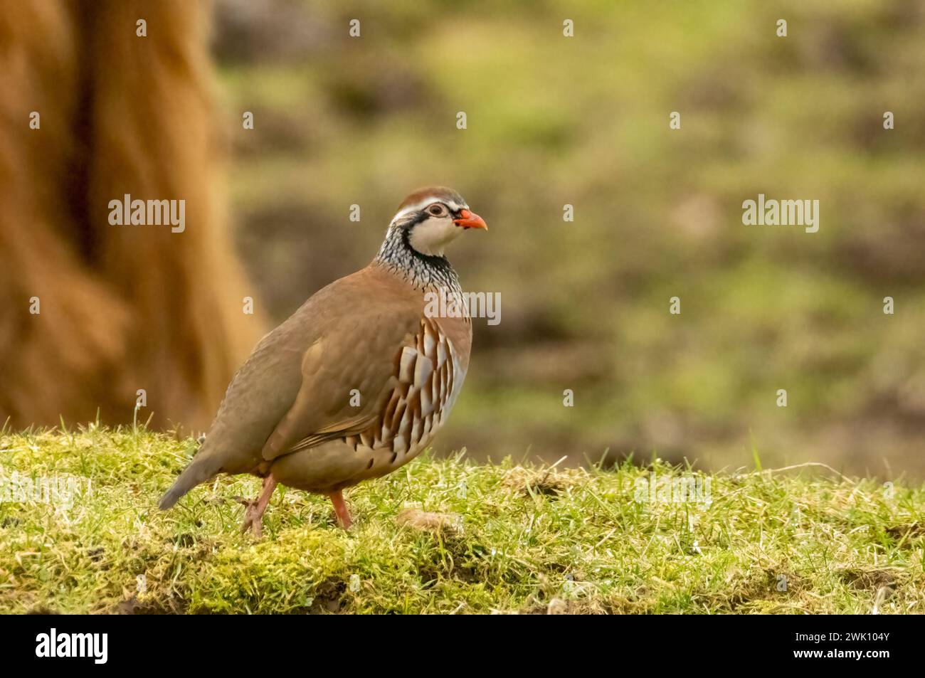 Red legged partridge running across grassland Stock Photo - Alamy