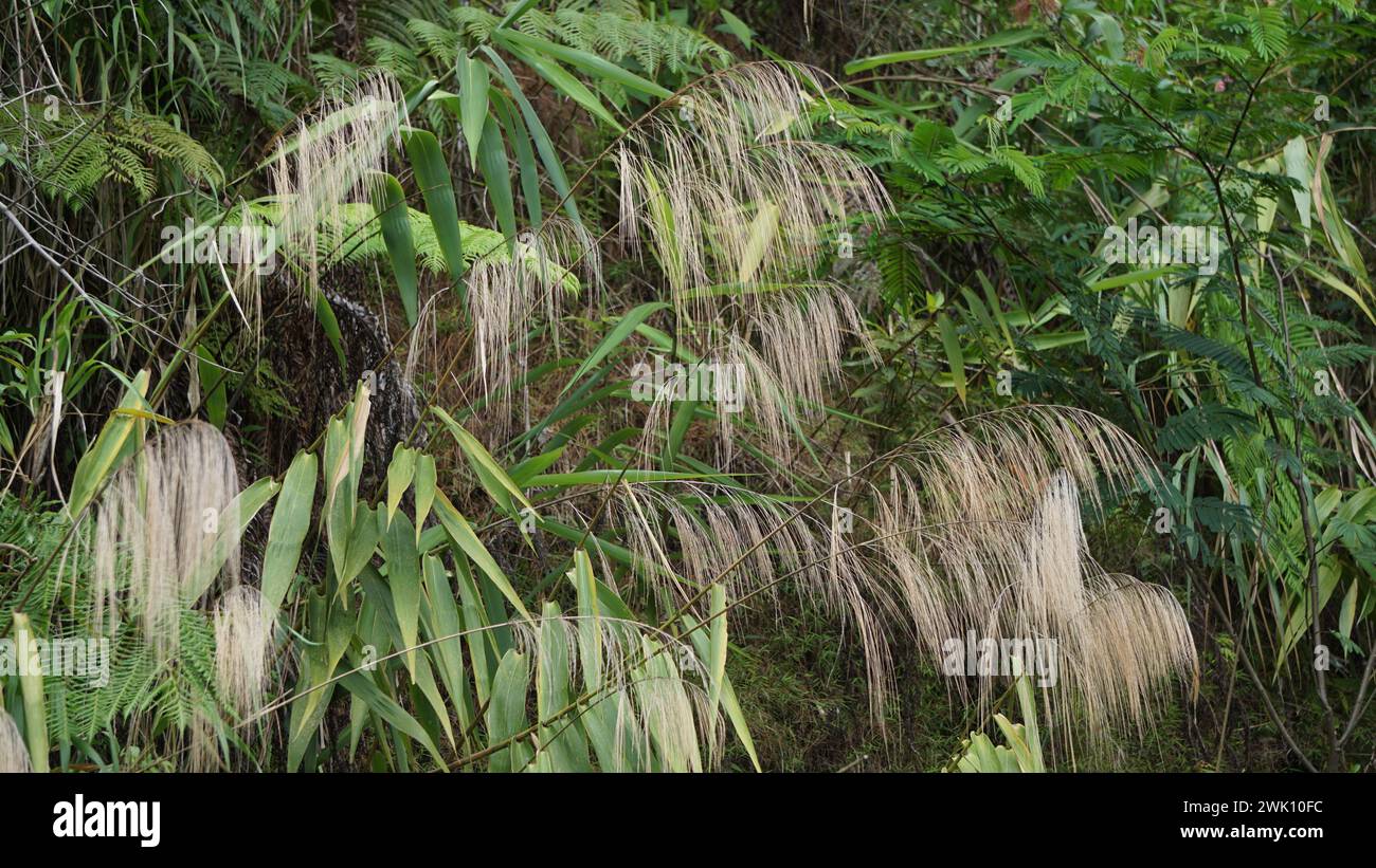 Thysanolaena latifolia (Rumput awis, rumput buluh, tiger grass). This plant is usually used as animal feed, broom material and to prevent landslides Stock Photo