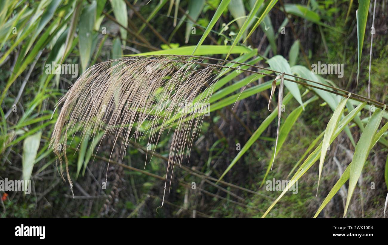 Thysanolaena latifolia (Rumput awis, rumput buluh, tiger grass). This plant is usually used as animal feed, broom material and to prevent landslides Stock Photo