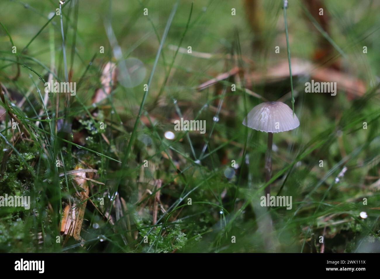 Pilze auf einer Waldwiese Stock Photo