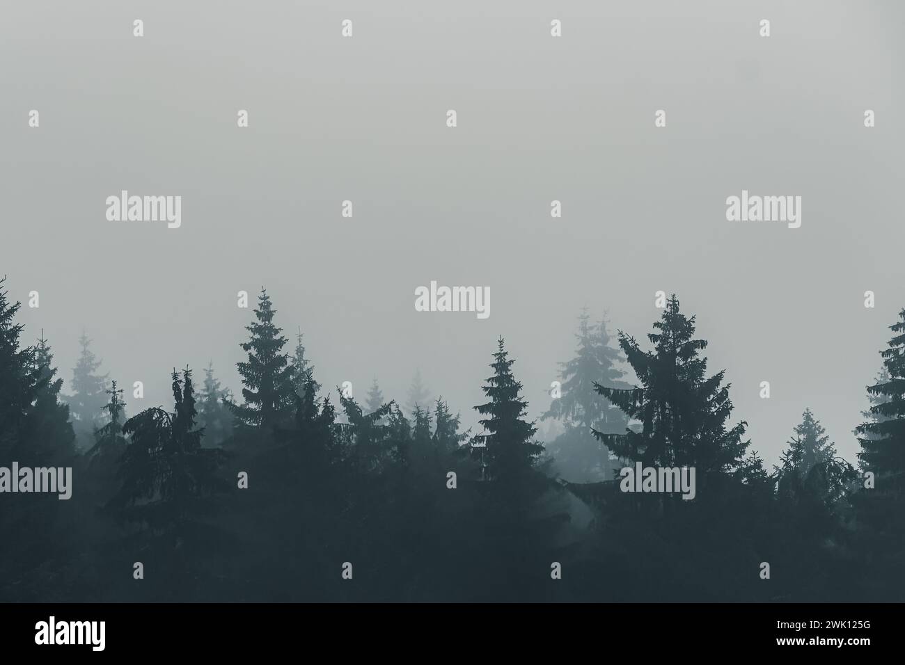 Misty forest with fog and pine trees lining the landscape Stock Photo ...