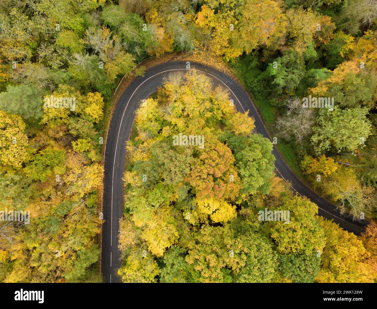 Aerial view of a winding road through autumn woods Stock Photo - Alamy