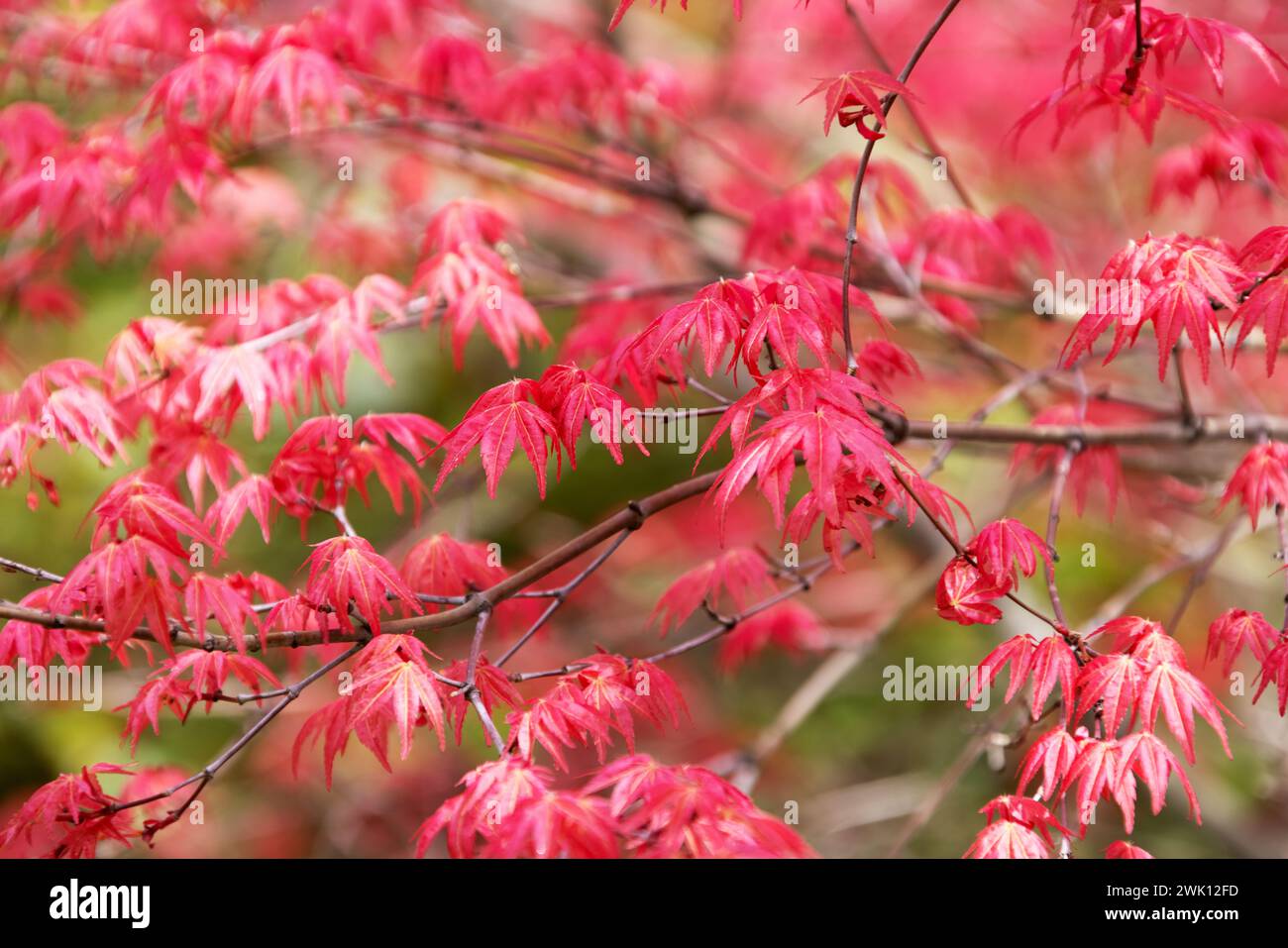 Japanese maple park hi-res stock photography and images - Alamy