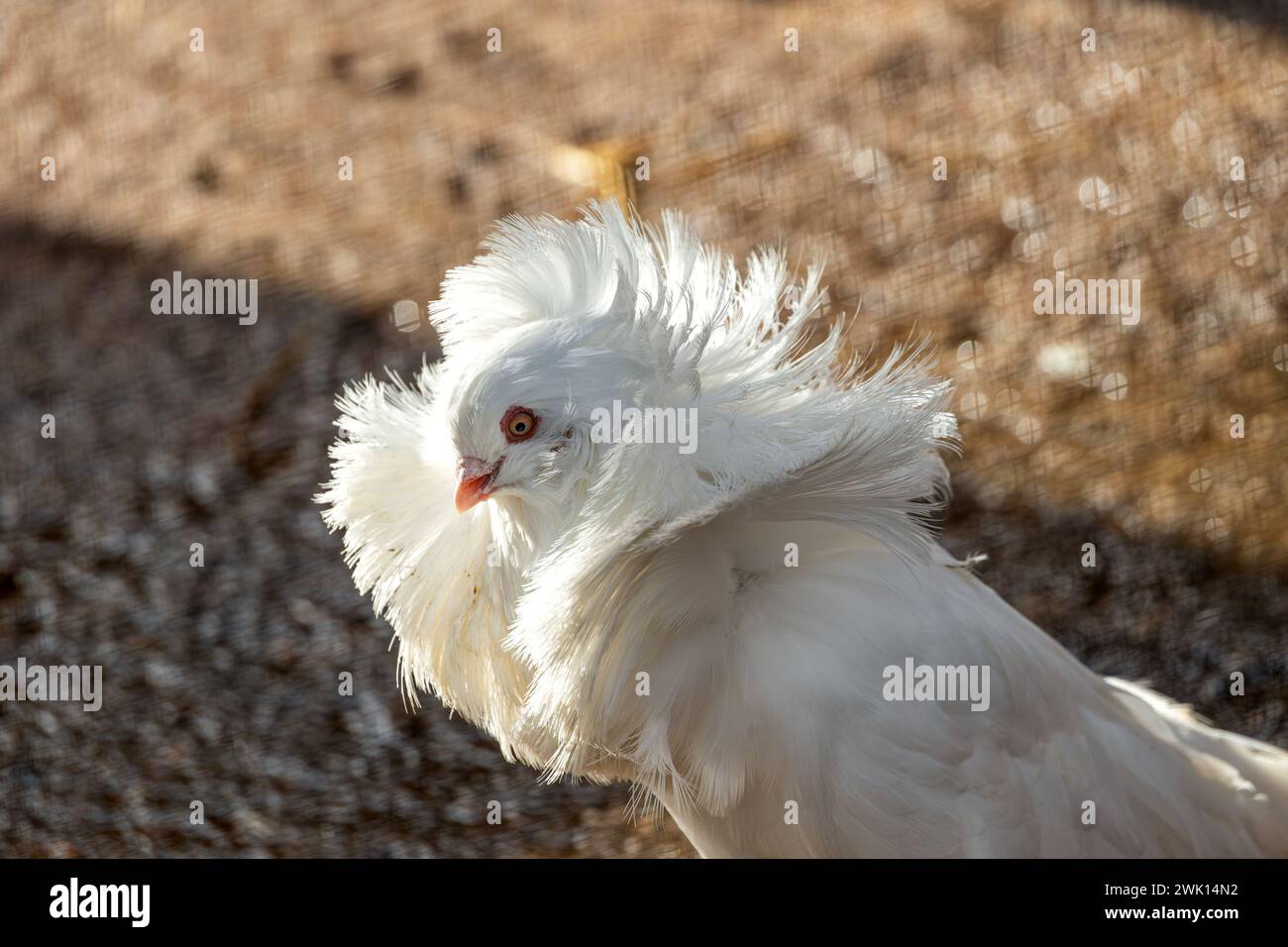 Graceful Jacobin Pigeon perches amid urban landscapes, a charming sight in cities worldwide. Stock Photo