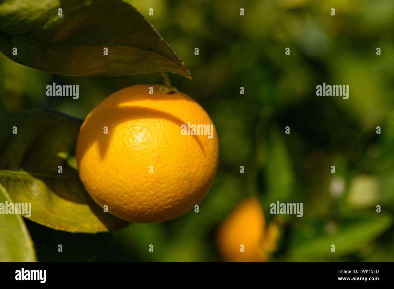 Under Ripe Orange Ripen oranges in an orange tree hi-res stock photography and images - Alamy