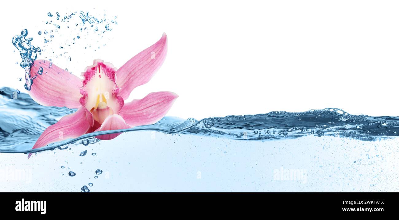 Beautiful pink orchid flower falling into water on white background ...
