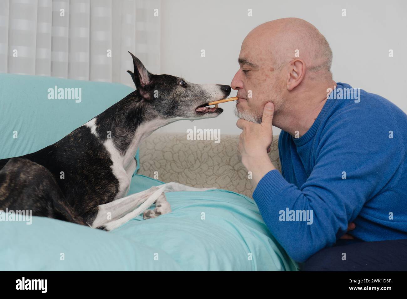 A man trains his greyhound while giving him a cookie with his mouth. The man's ability to train his pet with confidence and affection. Stock Photo