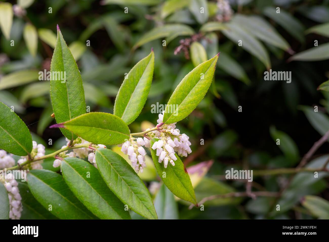 Leucothoe fontanesiana (Steud.) Sleumer or highland doghobble in spring, close up Stock Photo