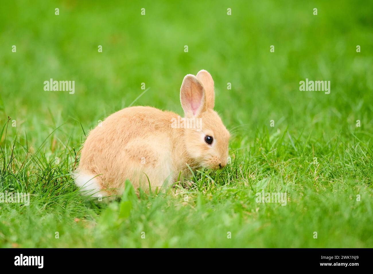 Domesticated rabbit (Oryctolagus cuniculus forma domestica) sitting on ...