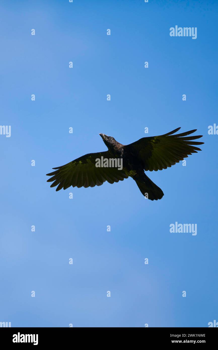 Carrion crow (Corvus corone) flying in front of blue sky, Kitzbuehel