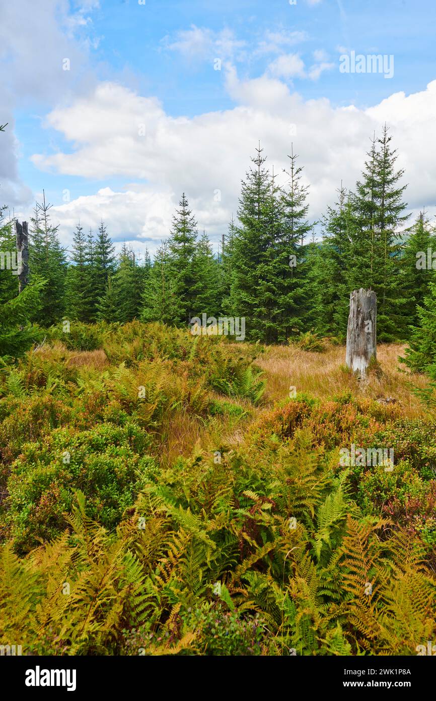 Vegetation with Norway spruce (Picea abies), colored European blueberry (Vaccinium myrtillus) and male fern (Dryopteris filix-mas) on Mount Lusen in Stock Photo