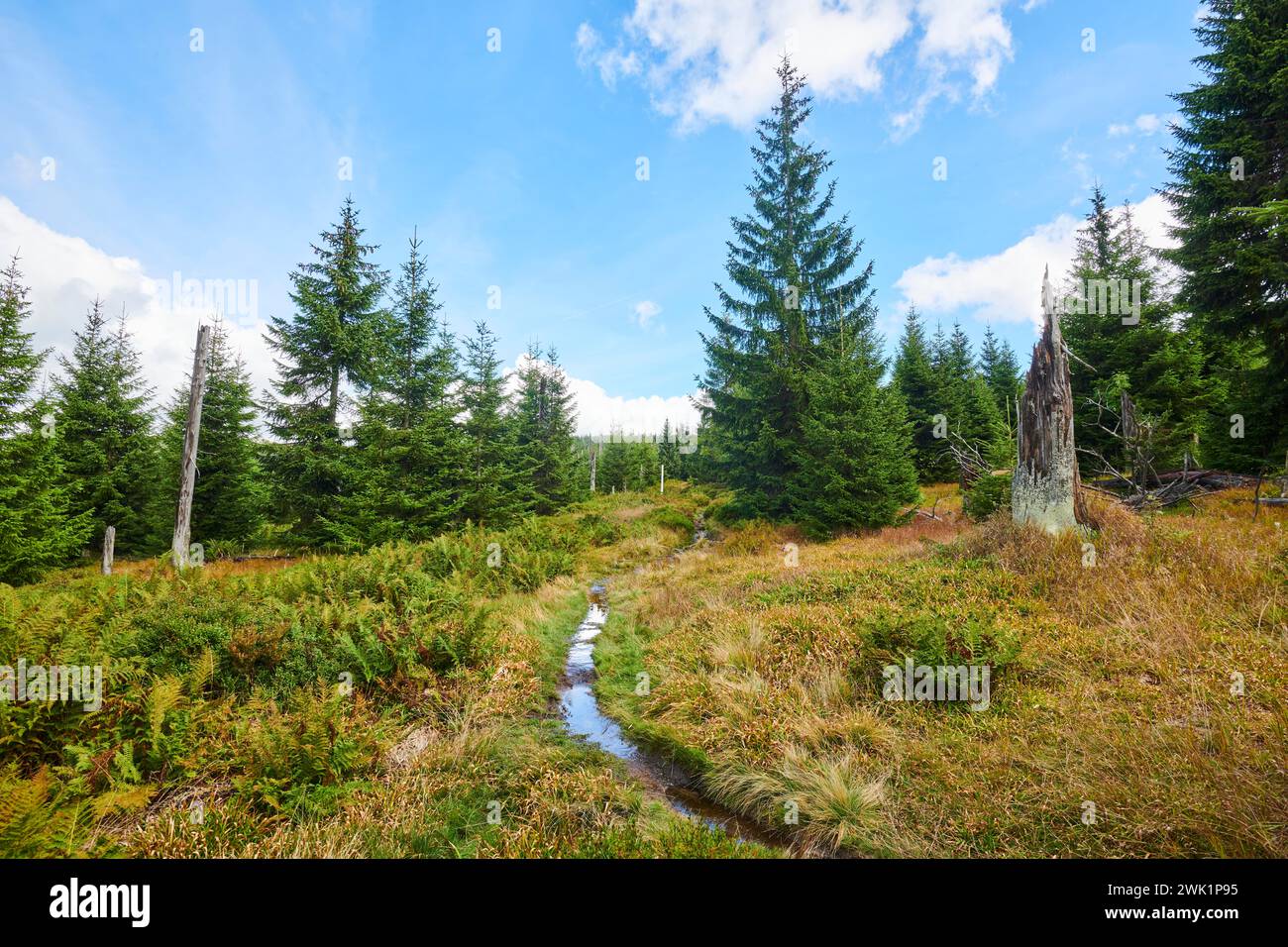 Vegetation with Norway spruce (Picea abies), colored European blueberry (Vaccinium myrtillus) and male fern (Dryopteris filix-mas) on Mount Lusen in Stock Photo