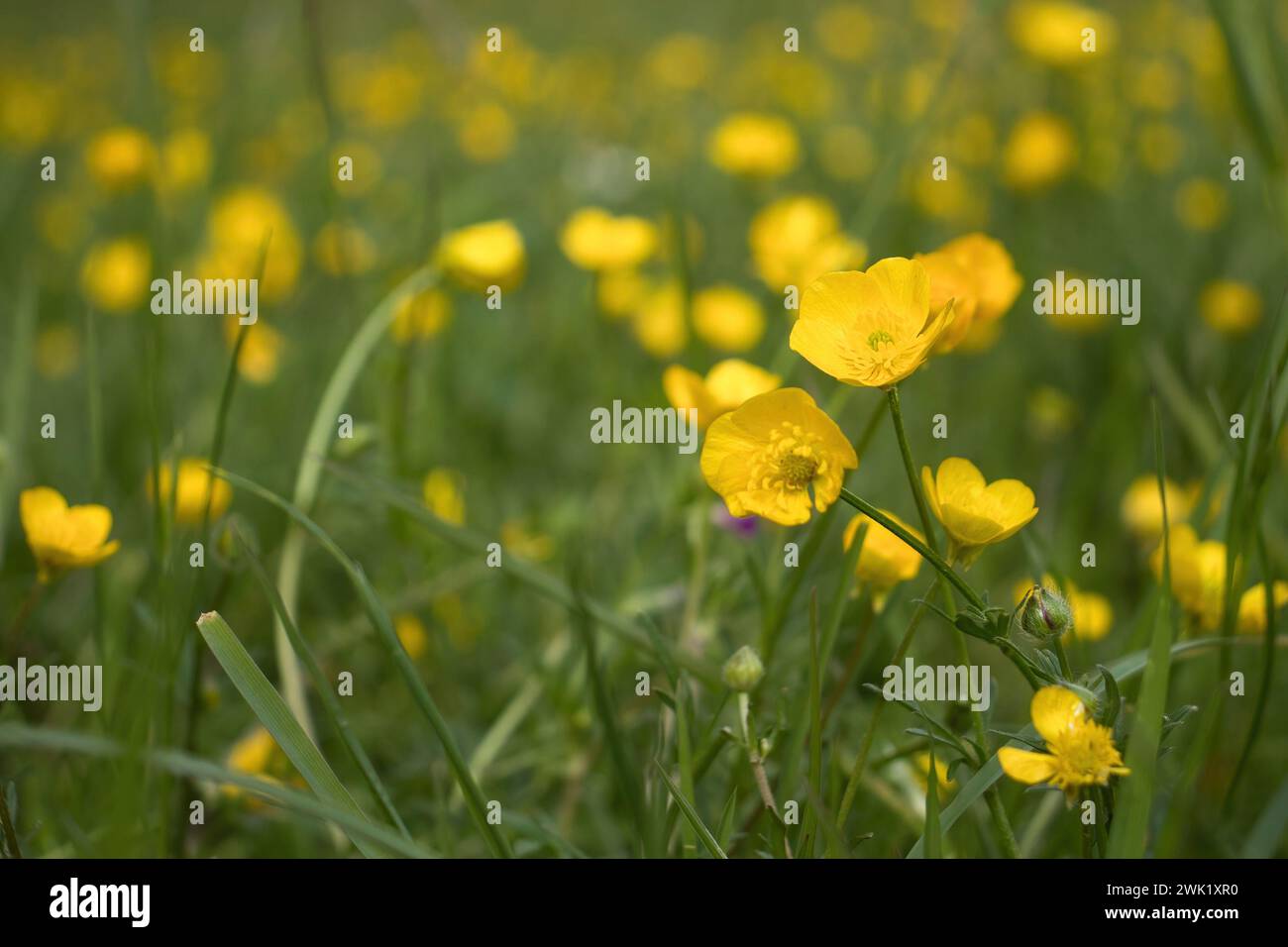 Small yellow flowers blooming in grass on a spring day in Rhineland Palatinate, Germany. Stock Photo