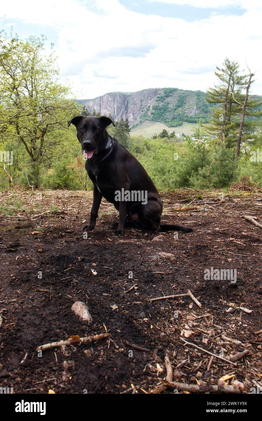 Black labrador retriever dog sitting on the ground with his tongue hanging out with Rotenfels in the background on a spring day in Rhineland Palatinat Stock Photo