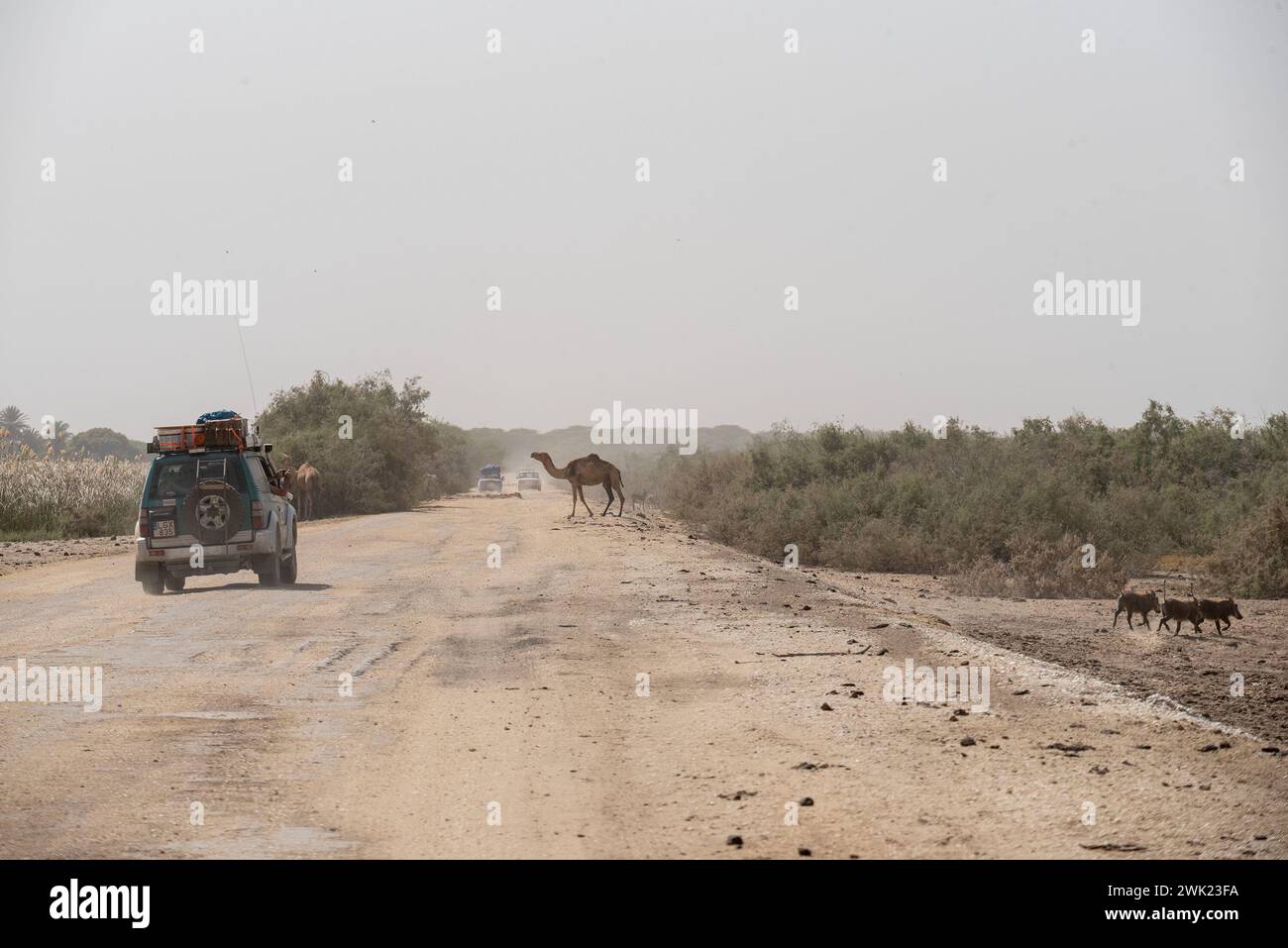 Camel Crosses The Road And Warthogs Run Away While A Racer Drives camel-crosses-the-road-and-warthogs-run-away-while-a-racer-drives