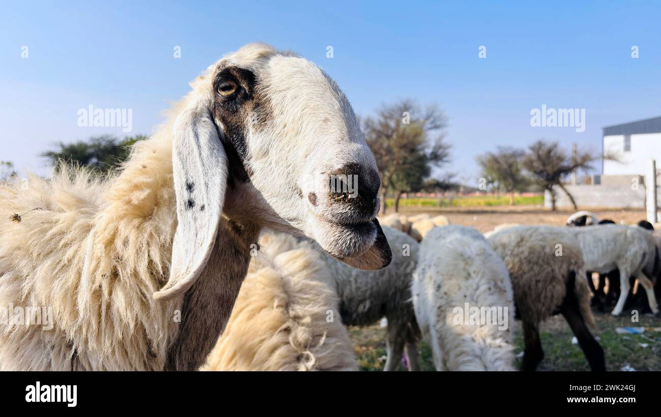 Sheep muzzle hi res stock photography and images Alamy