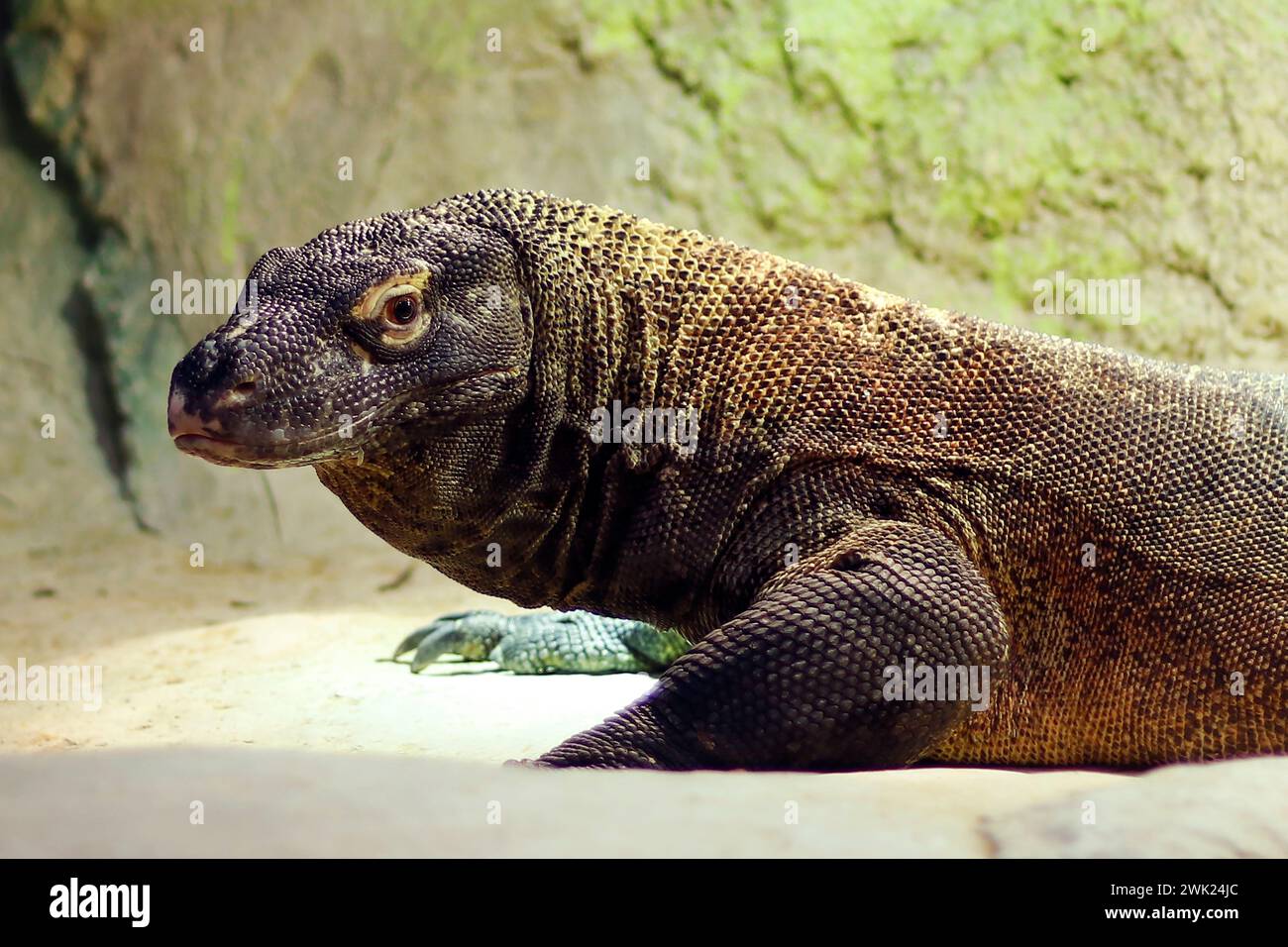 Komodo dragon, also known as the Komodo monitor, is a member of the monitor lizard family Varanidae that is endemic to the Indonesian islands Stock Photo