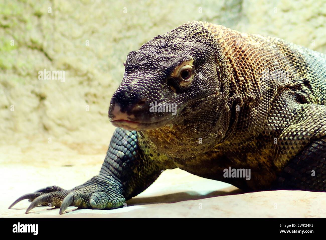 Komodo dragon, also known as the Komodo monitor, is a member of the monitor lizard family Varanidae that is endemic to the Indonesian islands Stock Photo