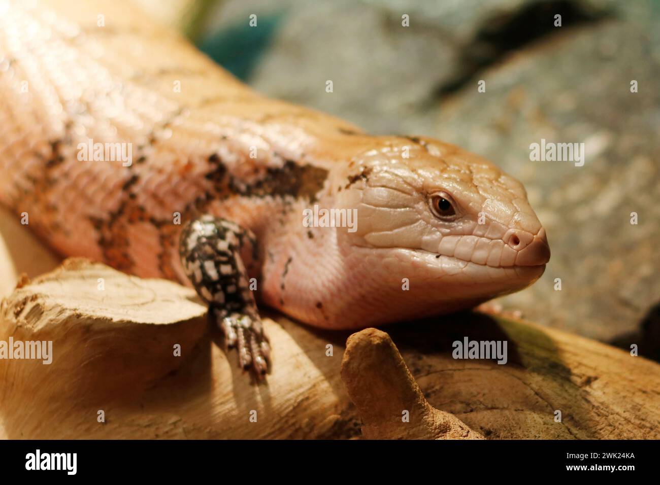 The Tanimbar blue-tongued skink, a subspecies of Tiliqua scincoides, is also found on several small Indonesian islands between Australia and New Guine Stock Photo