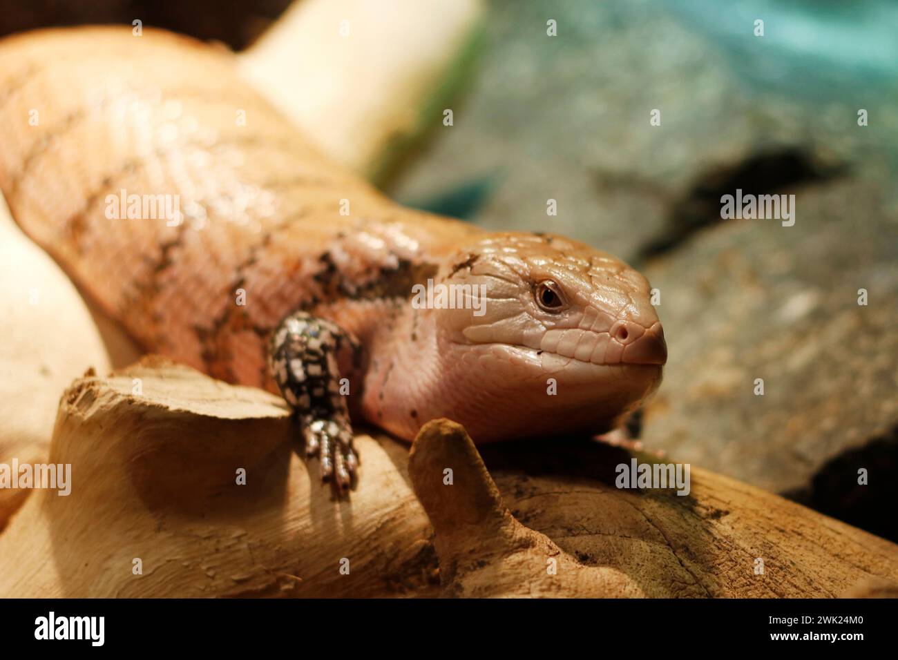Tanimbar blue-tongued skink, a subspecies of Tiliqua scincoides, is also found on several small Indonesian islands between Australia and New Guinea Stock Photo