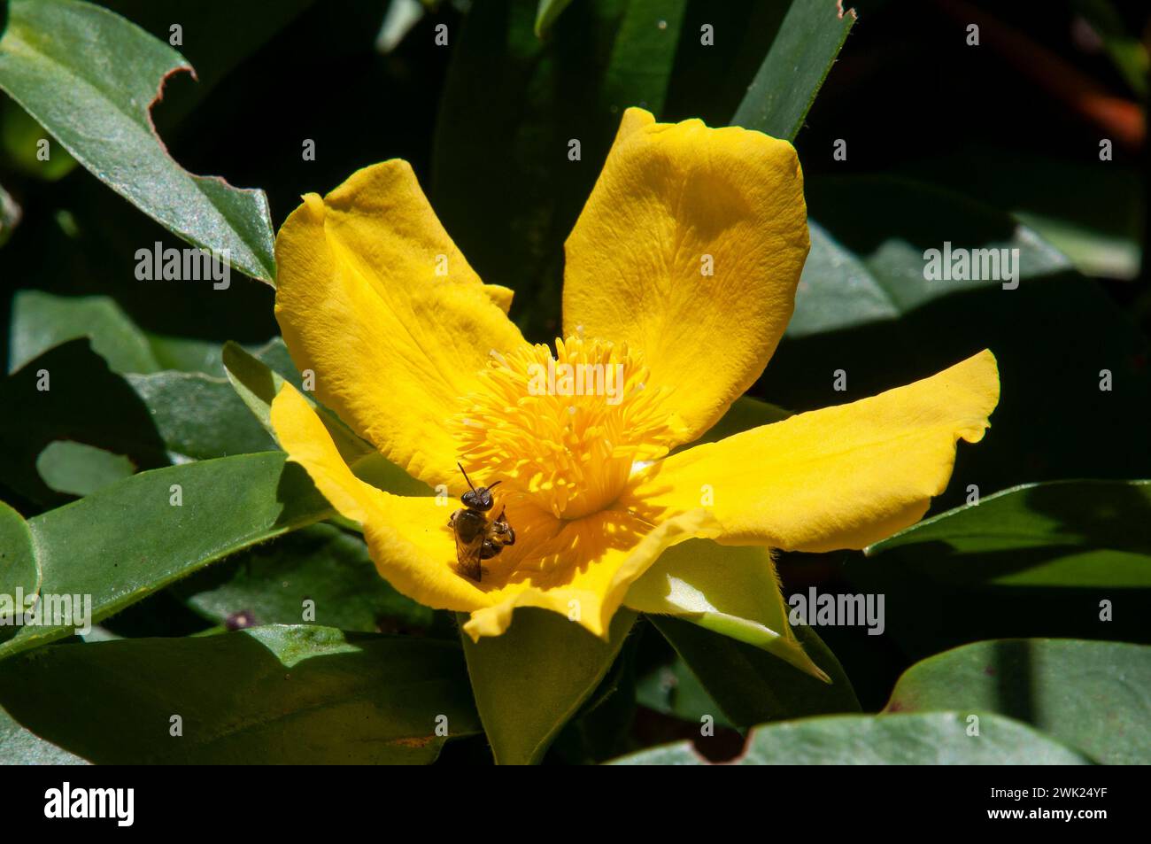 Sydney Australia, insect on bright yellow flower of hibbertia scandens or snake vine Stock Photo