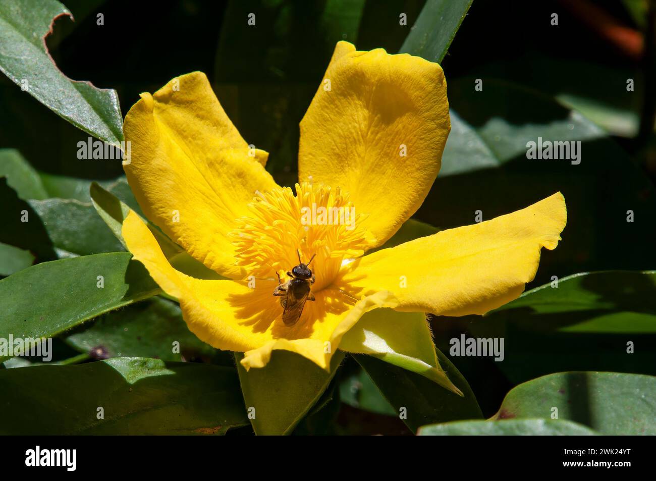 Sydney Australia, insect on bright yellow flower of hibbertia scandens or snake vine Stock Photo