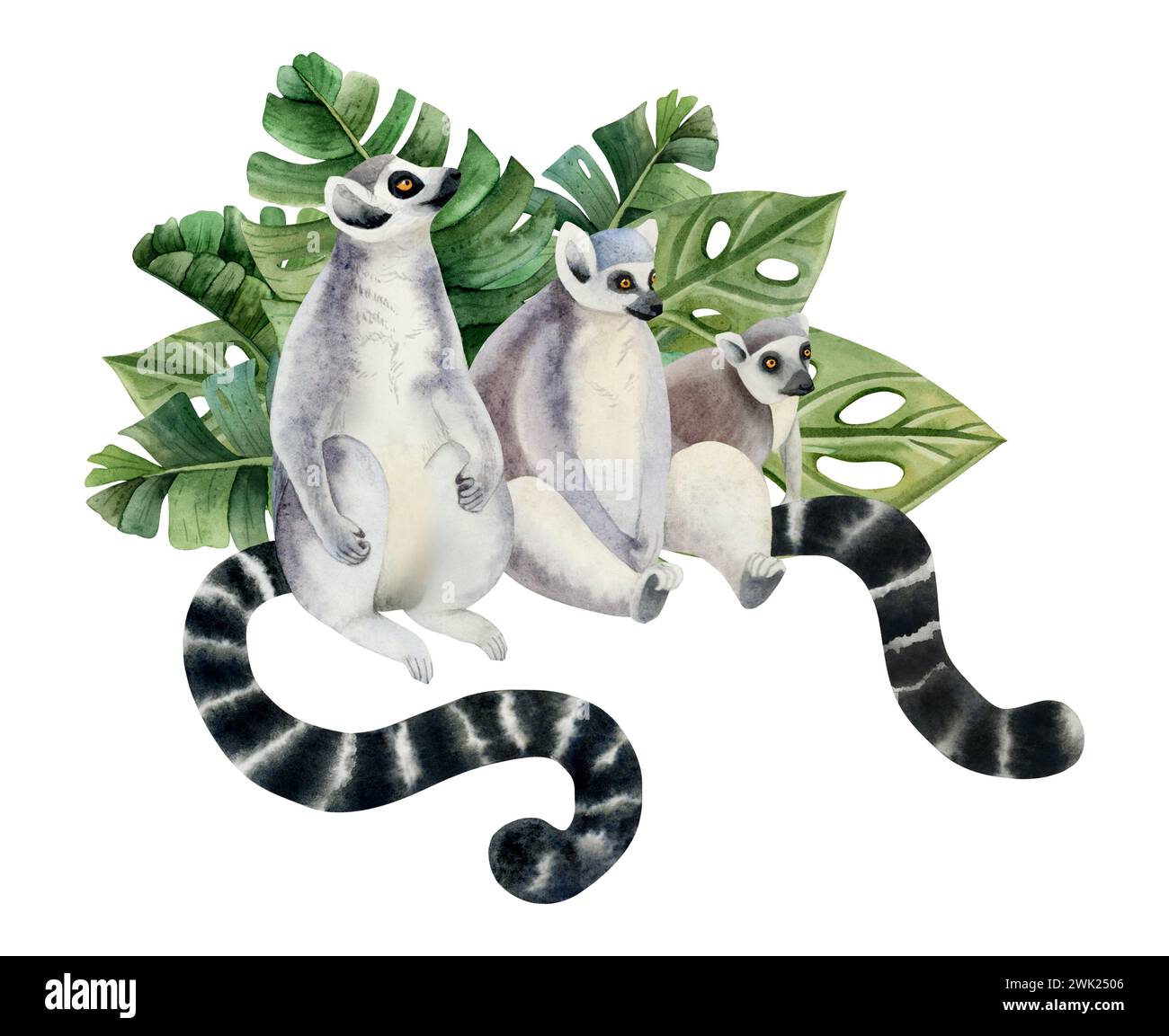 Lemurs family with long black and white tails in tropical palm leaves