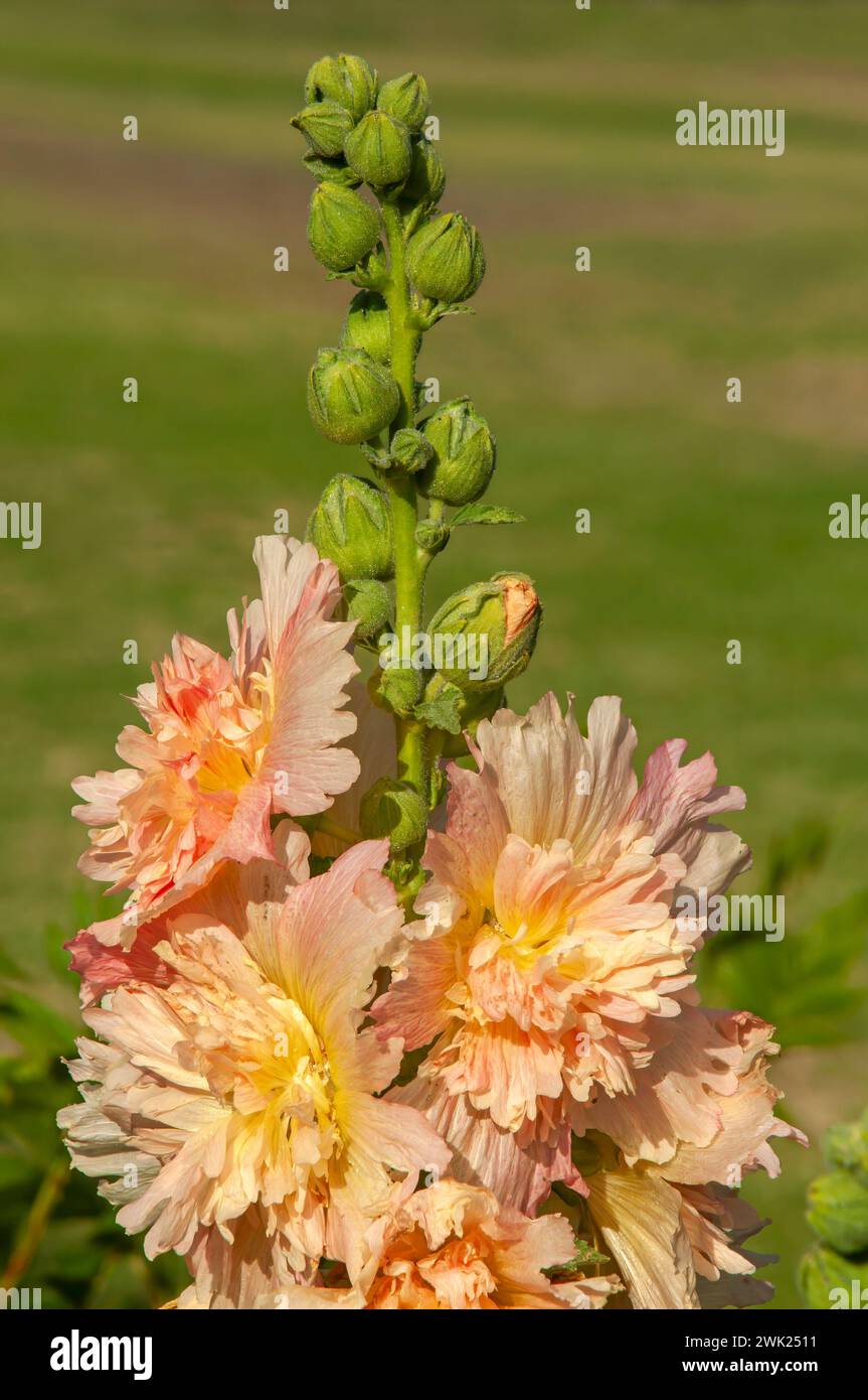 Sydney Australia, flower stem of an apricot spring hollyhock in garden Stock Photo
