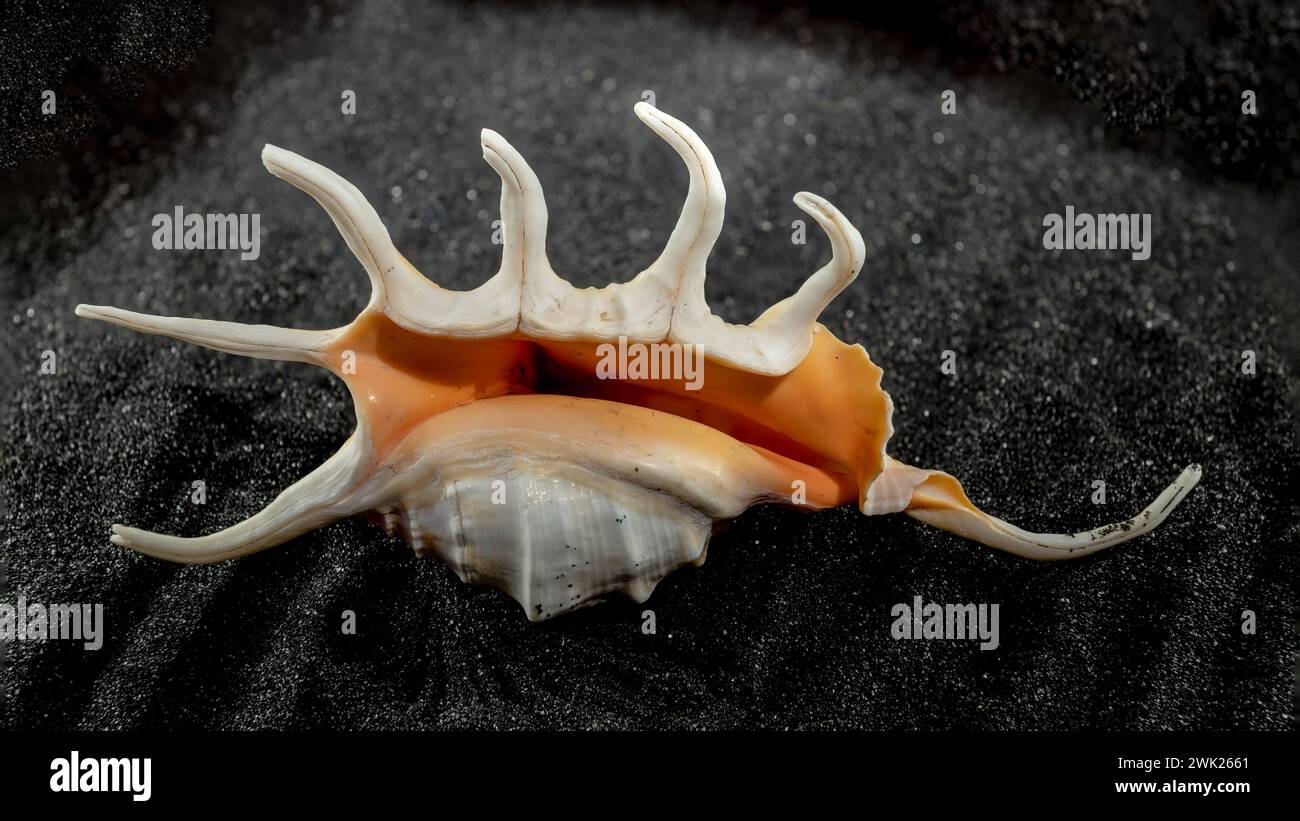 Close-up of Scorpion conch seashell on a black sand background Stock Photo