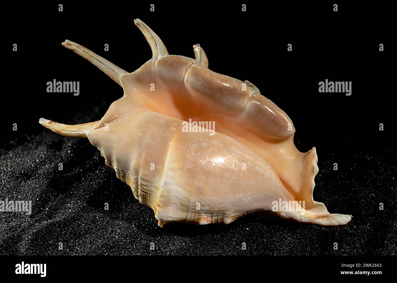 Strombidae conch seashell on a black sand background Stock Photo