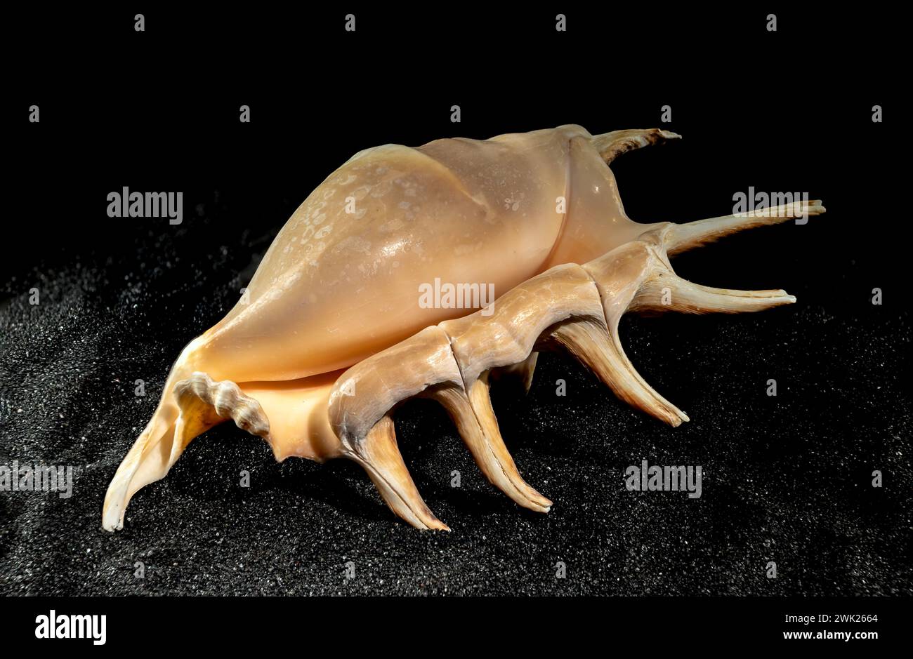 Strombidae conch seashell on a black sand background Stock Photo