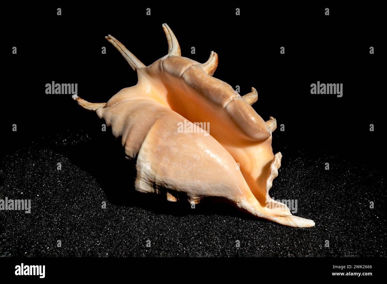 Strombidae conch seashell on a black sand background Stock Photo