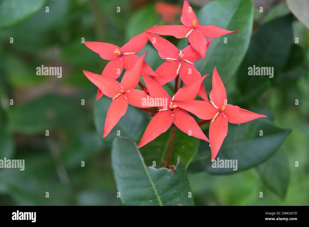 Soft focus view of a Jungle flame flower cluster (Ixora coccinea) bloom