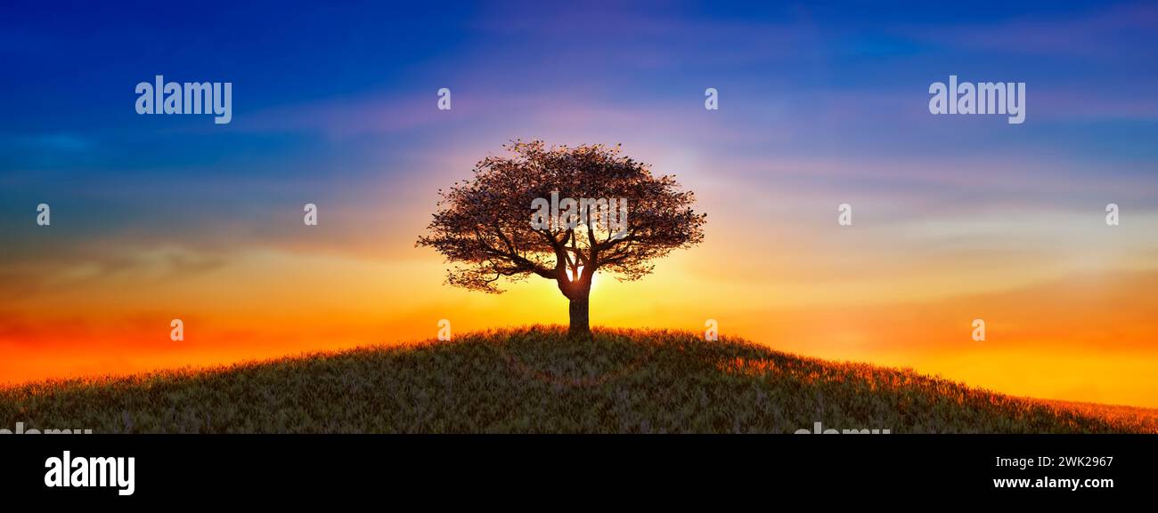 Solitary tree silhouetted against vibrant hi-res stock photography and ...