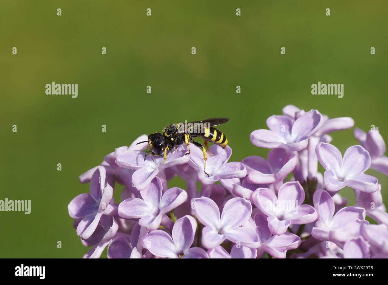 Wasp Ectemnius cephalotes, family Sand wasps, digger wasps (Crabronidae ). On flowers of Lilac or Common Lilac (Syringa vulgaris). Family Oleaceae. Stock Photo