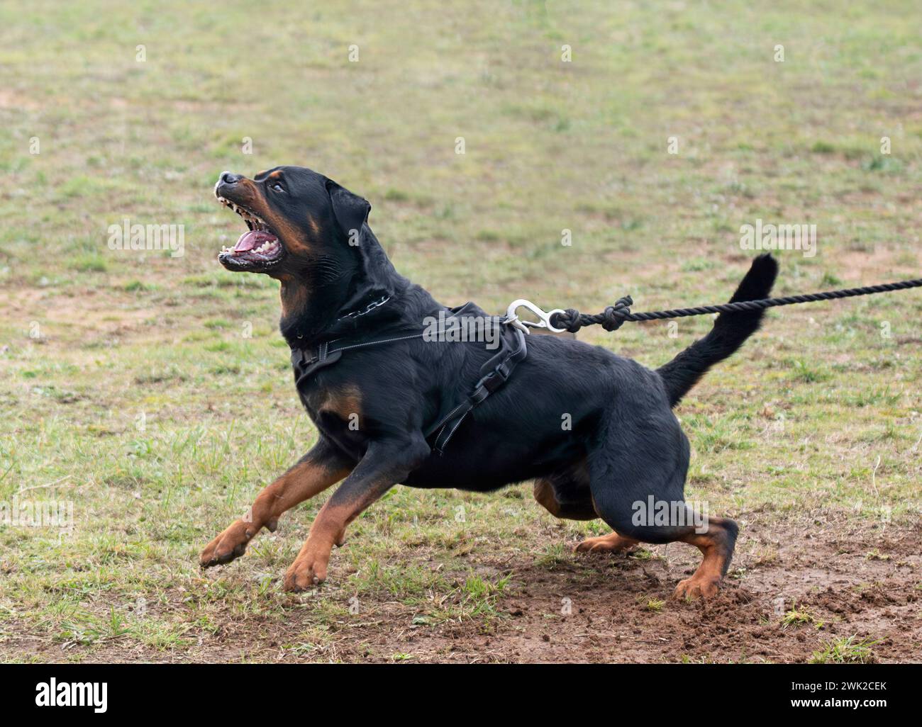 young rottweiler training for protection sport and police Stock Photo ...