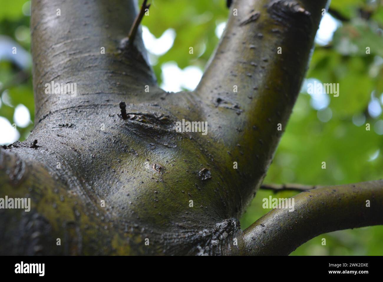 Tree Bark Real Nature, the bark of a young tree, green branches and trunks with leaves ...