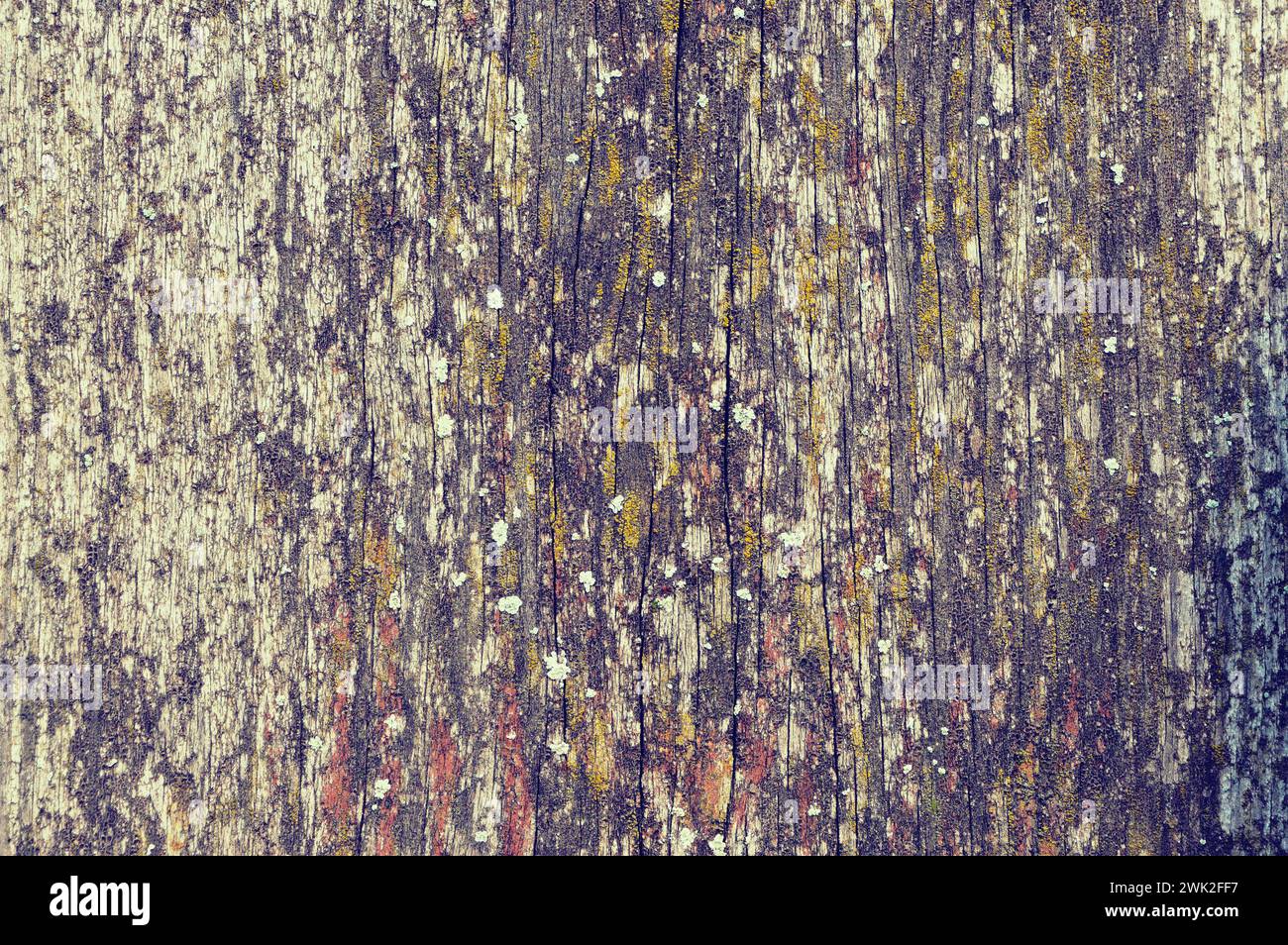 old wood texture with natural patterns. Background texture of an old wood wall. Very old board. Close-up. Stock Photo