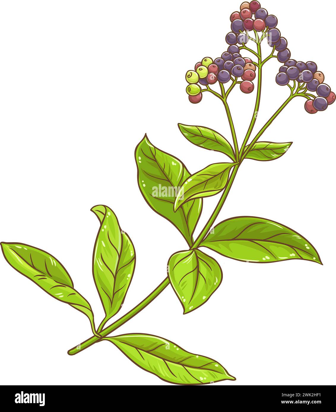 Allspice heap Stock Vector Images Alamy