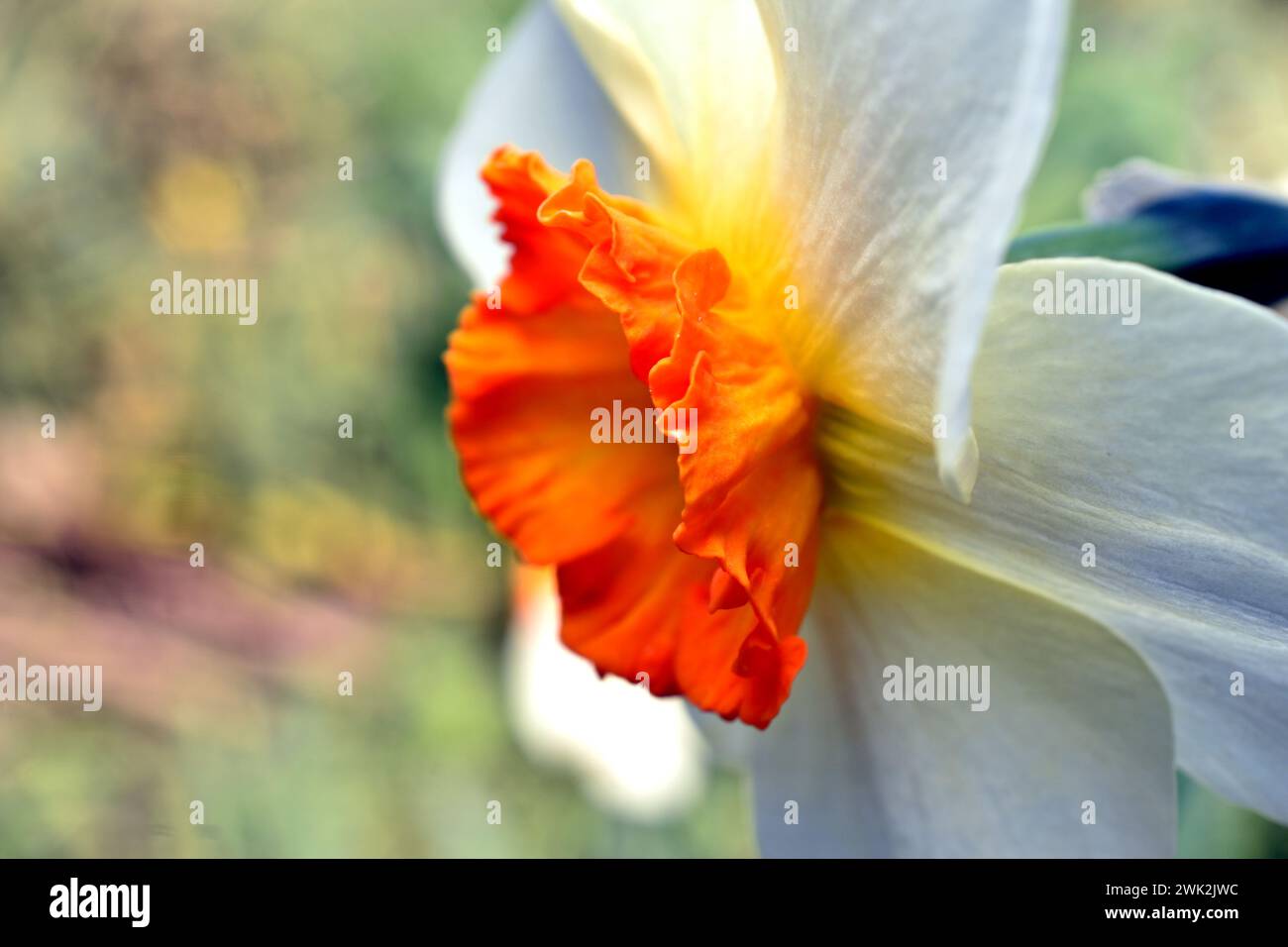 The orange funnel-shaped center with a corolla is surrounded by white petals of the narcissus flower. Stock Photo