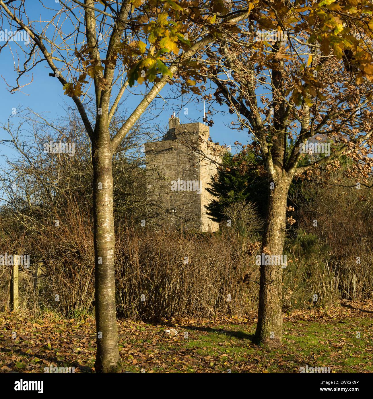Two Tree And Main Castle East Kilbride Castle Scotland Stock Photo 