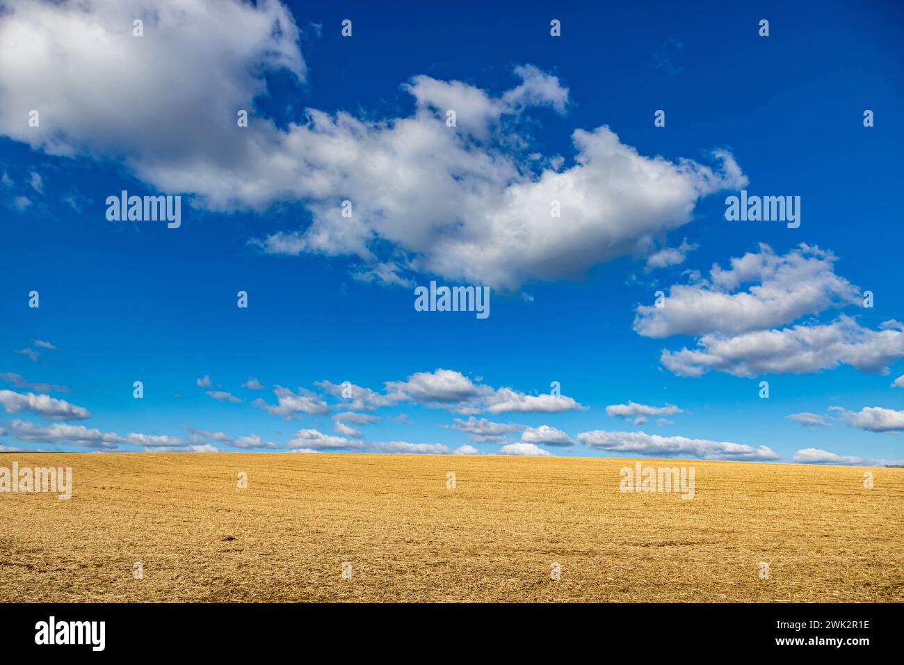 Landscape of stubble field after harvest, Dutch agricultural land against blue sky with white clouds, horizon in background, sunny day in Catsop, Stei Stock Photo