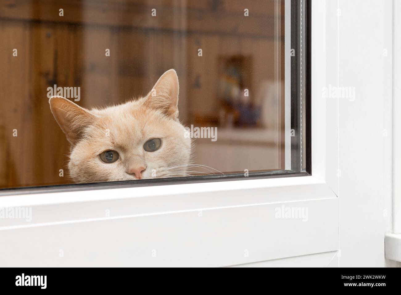cat looks out the window, shot through glass. cat behind glass. the cat