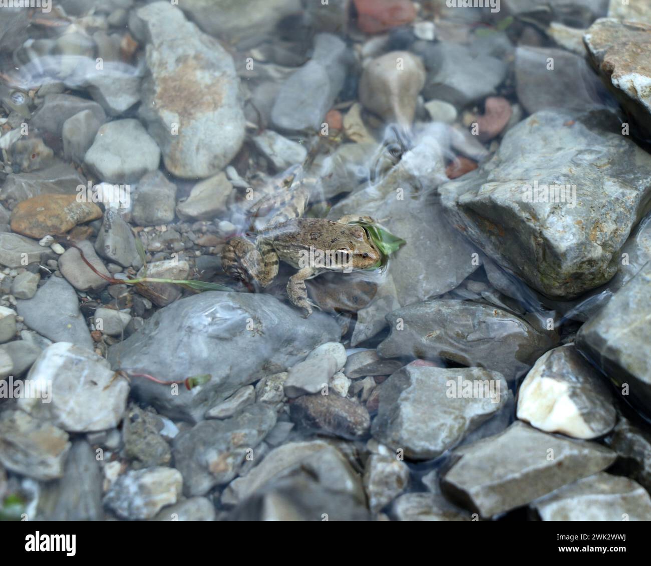 Frog on the rocks climbing from the clear river water Stock Photo
