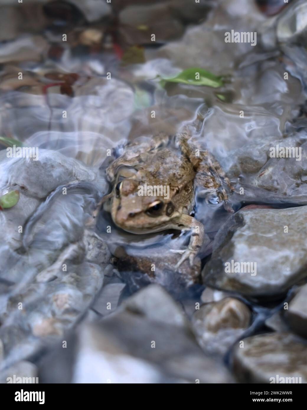 Green brown small frog with dar pattern on the rocks climbing from the clear river water with the head with cute eyes above the water Stock Photo