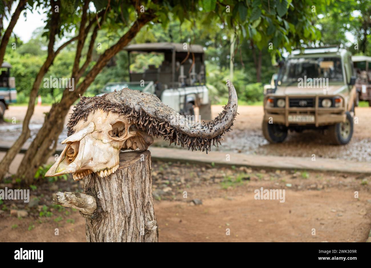 An African buffalo skull next to 4-wheel drive vehicles at Mtemere airstrip and the entrance to Nyerere National Park (Selous Game Reserve) in Tanzani Stock Photo