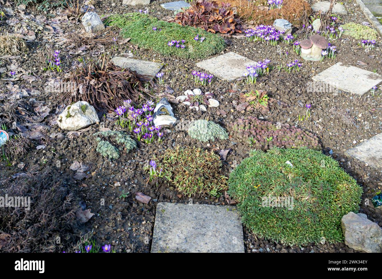 Crocus Among Rocks Rock bed hi-res stock photography and images - Alamy