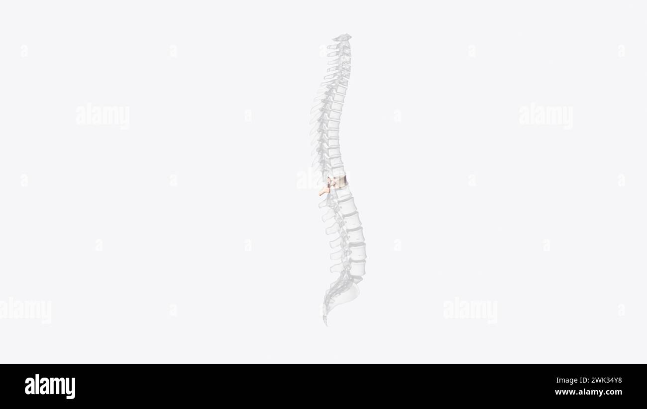 The eleventh thoracic vertebra (T11) is located near the bottom of the ...